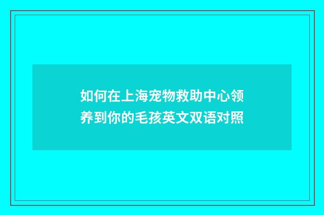 如何在上海宠物救助中心领养到你的毛孩英文双语对照
