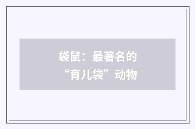袋鼠:最著名的“育儿袋”动物
