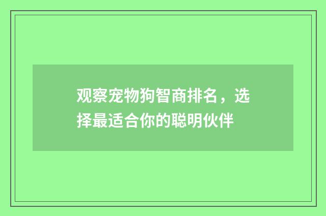 观察宠物狗智商排名，选择最适合你的聪明伙伴