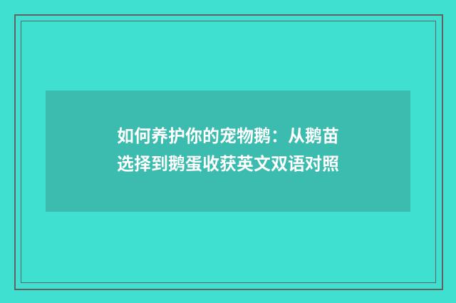 如何养护你的宠物鹅:从鹅苗选择到鹅蛋收获英文双语对照