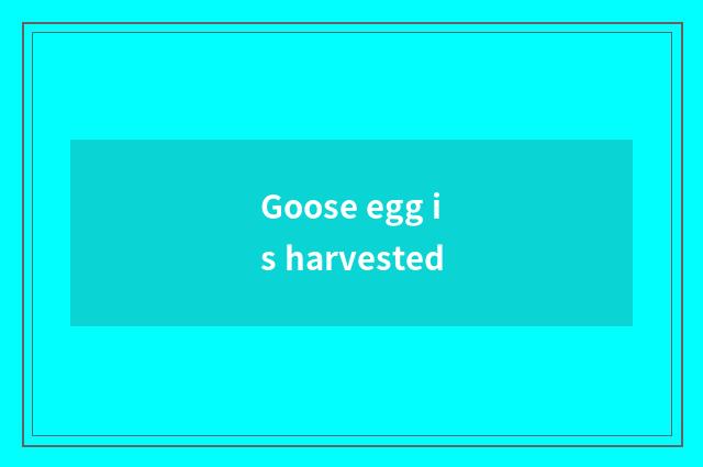 Goose egg is harvested