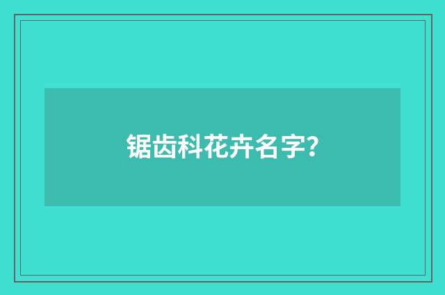 锯齿科花卉名字？