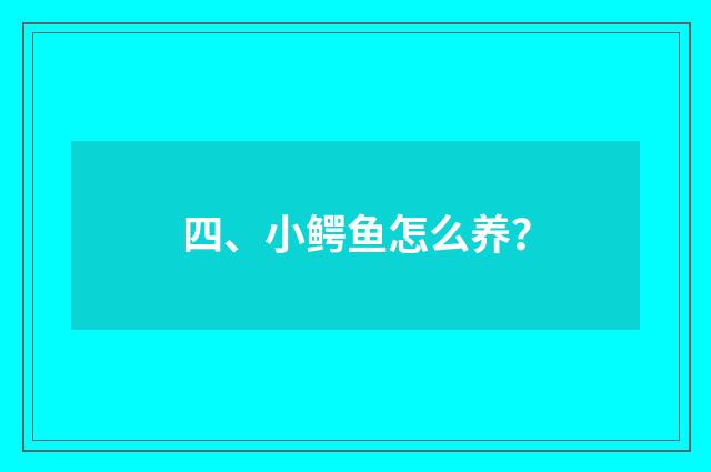四、小鳄鱼怎么养?