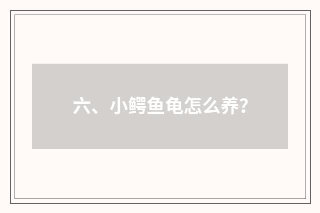 六、小鳄鱼龟怎么养？