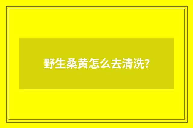 野生桑黄怎么去清洗?