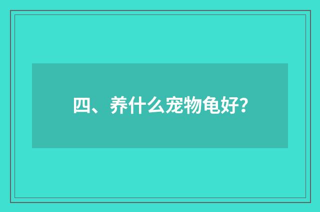 四、养什么宠物龟好?