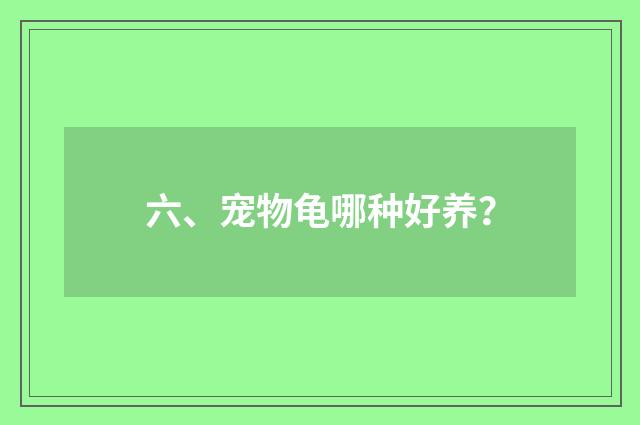 六、宠物龟哪种好养?