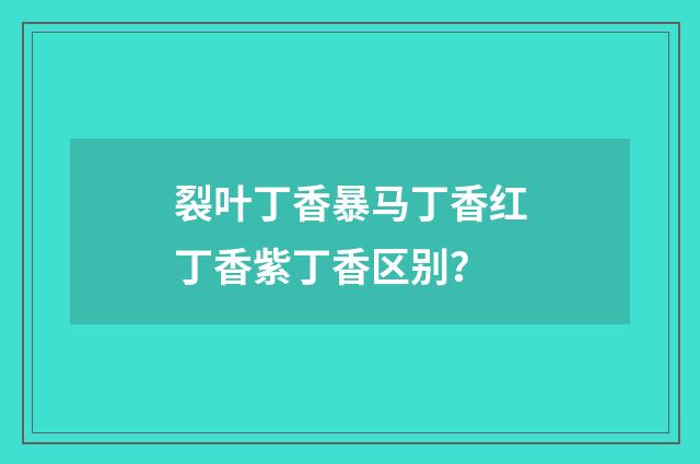裂叶丁香暴马丁香红丁香紫丁香区别?