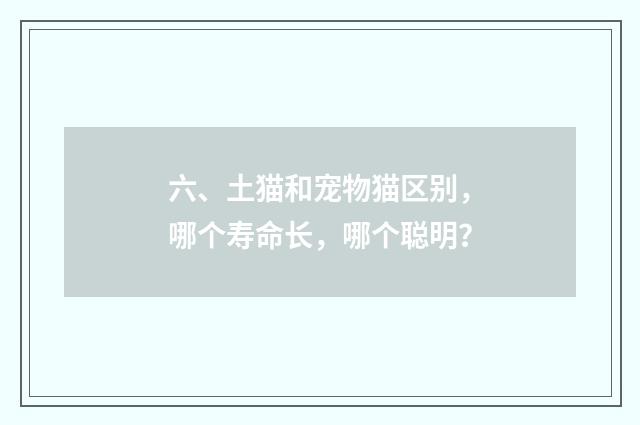 六、土猫和宠物猫区别，哪个寿命长，哪个聪明？