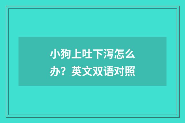 小狗上吐下泻怎么办?英文双语对照