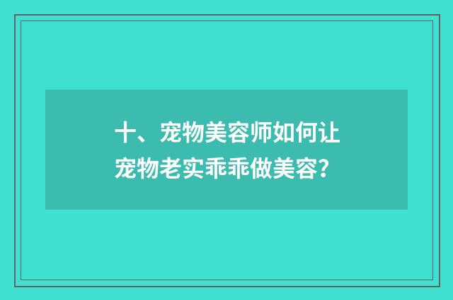 十、宠物美容师如何让宠物老实乖乖做美容?