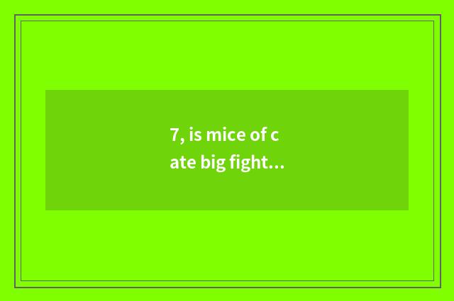 7, is mice of cate big fight amused?