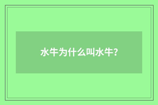 水牛为什么叫水牛？