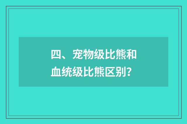 四、宠物级比熊和血统级比熊区别?