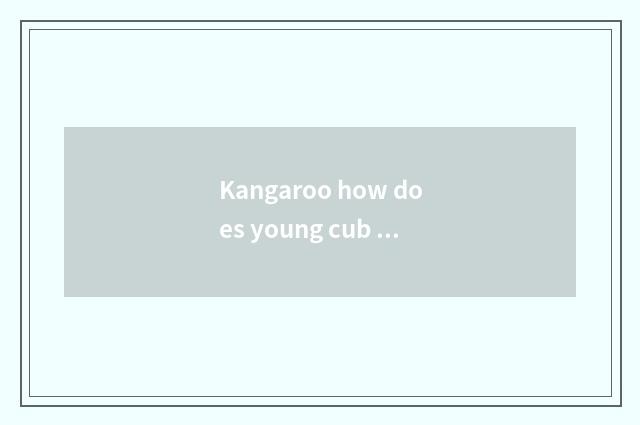 Kangaroo how does young cub enter brood pouch?