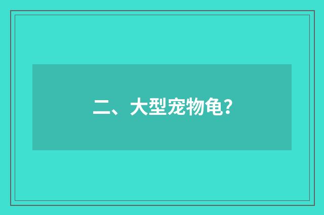 二、大型宠物龟？