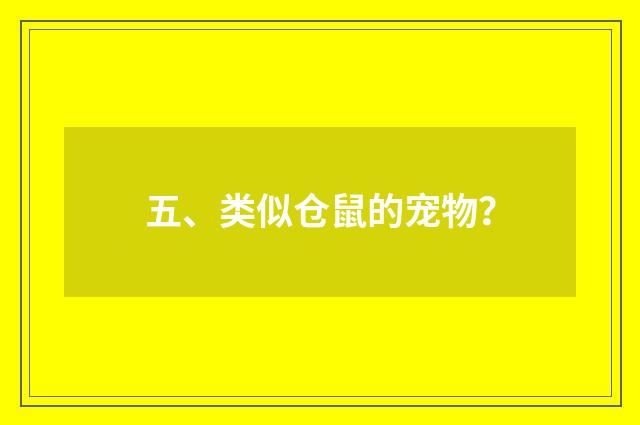 五、类似仓鼠的宠物?