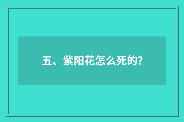 五、紫阳花怎么死的？