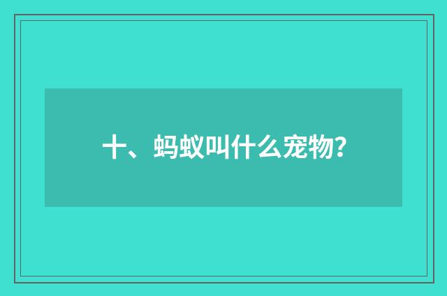 十、蚂蚁叫什么宠物？