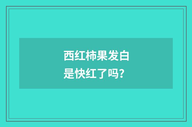 西红柿果发白是快红了吗?