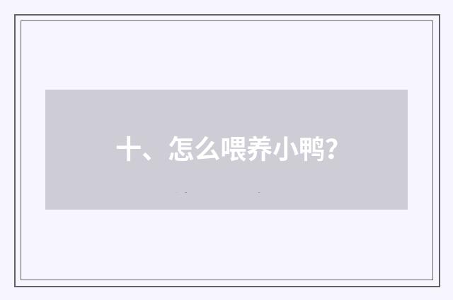 十、怎么喂养小鸭?