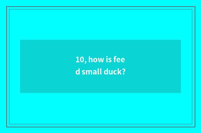 10, how is feed small duck?