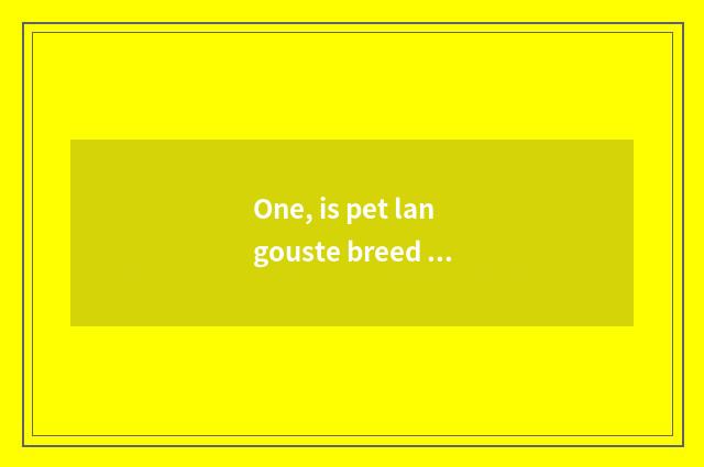 One, is pet langouste breed recommended?
