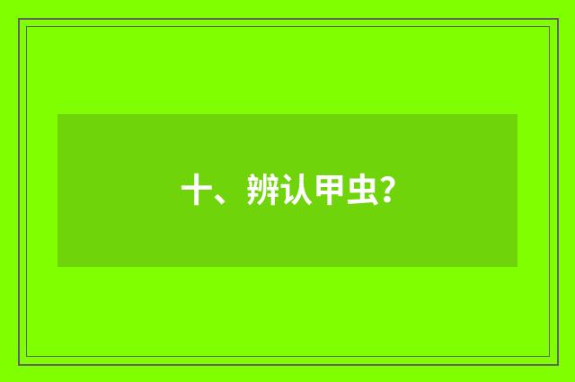 十、辨认甲虫？